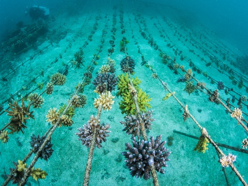 Close-up of transplanted coral fragments showing new growth.