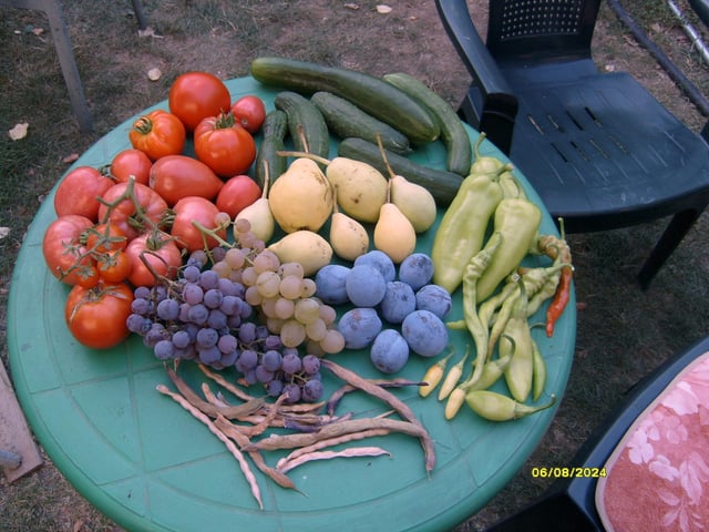 Close-up of someone planting seeds in a garden bed.