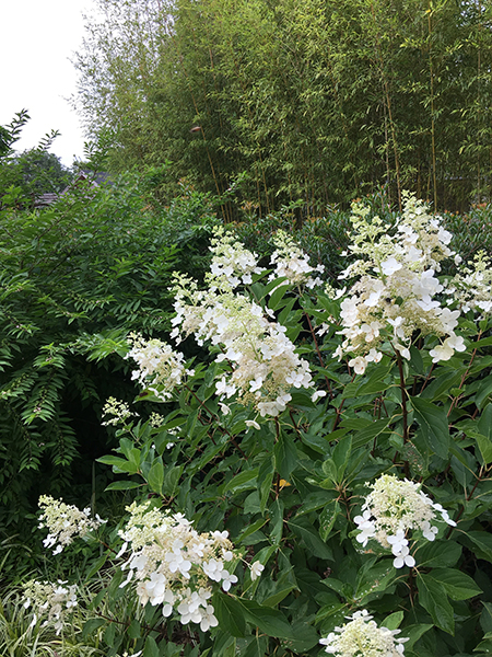 From Seed to Supper: A Beginner's Guide to Orga...