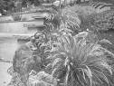Buzzworthy Backyard: Transforming Your Yard int...