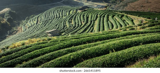 Anya Sharma interacting responsibly with an elephant, preparing food, showcasing ethical tourism practices at the Four Seasons Tented Camp Golden Triangle.