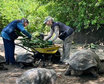 Marine Iguanas Galapagos