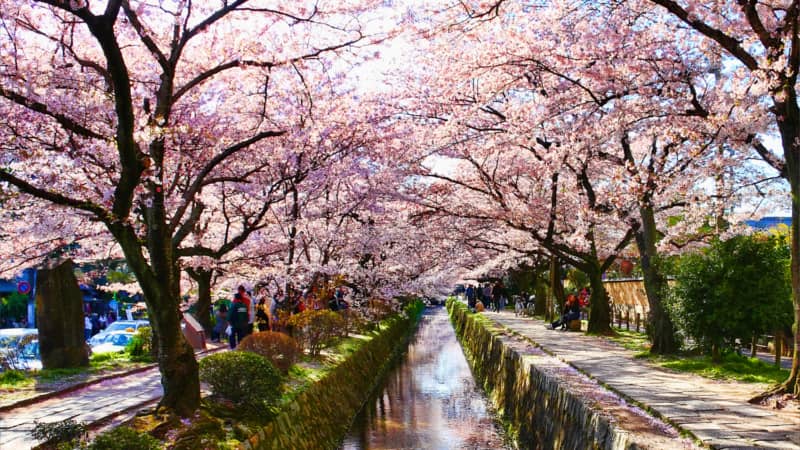 # Kyoto Cherry Blossom Luxury Tour: An Exclusive S...