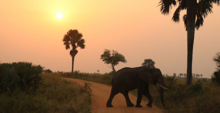 Jackalberry Chobe Exterior