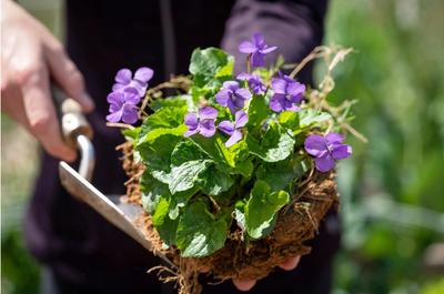 Fluttering Friends: Transform Your Garden into a B...