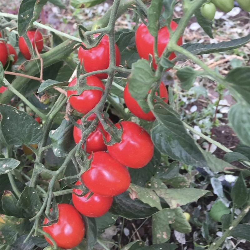 Extending the Feast: Harvesting Bounty Through...