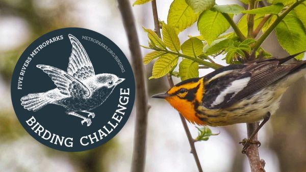 Humorous illustration of a man tripping over a tent stake in the dark, illuminated by a lantern