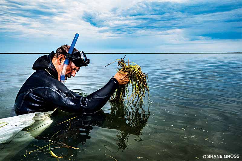 Families wading through shallow waters planting seagrass, scientists explaining the importance of seagrass ecosystems, and drone shots of newly planted seagrass beds expanding along the coastline