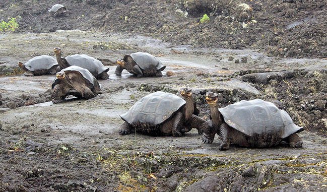 Witnessing the giant tortoises, descendants of those that inspired Darwin, was a profoundly moving experience, showcasing the essence of Galapagos marine biology research.