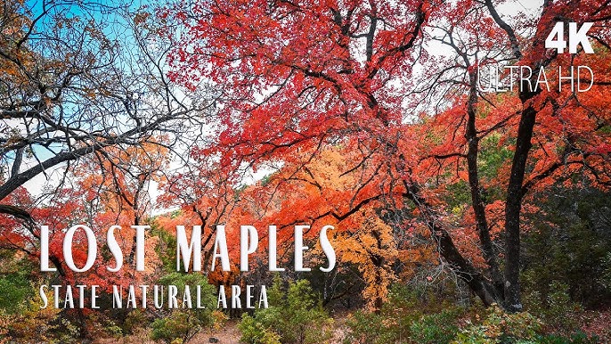 # Lost Maples Gen Z Trip: Adventure Therapy in the...