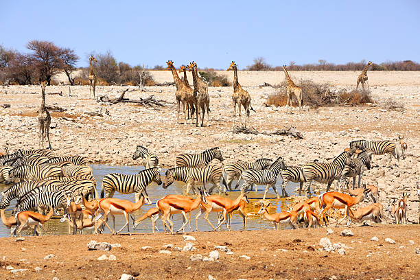 Ongava Tented Camp. An open-air tented structure overlooks the vast African bush. Natural materials are used in the construction, blending the camp into its surroundings. Solar panels are visible, emphasizing sustainability.