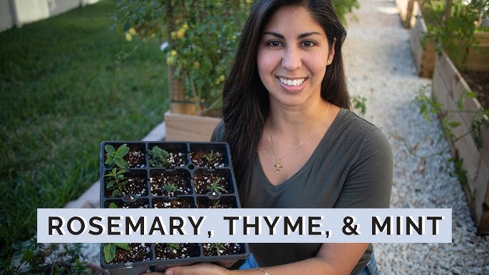 Multiply Your Garden: Easy Herb Propagation with...