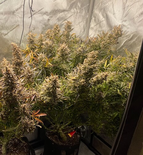 A person watering a vibrant green plant, symbolizing the nurturing aspect of plant parenthood and the importance of proper plant care.