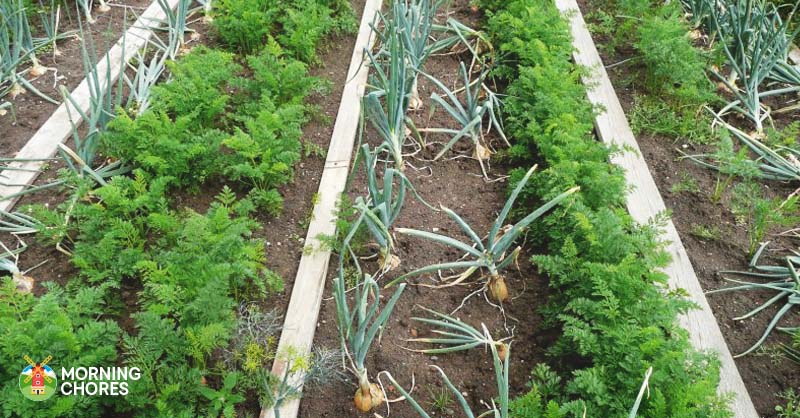 Companion Planting in the Garden to Make a Great Harvest this Summer FB