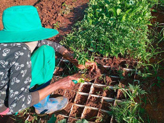 Seedlings being carefully transplanted into a garden bed