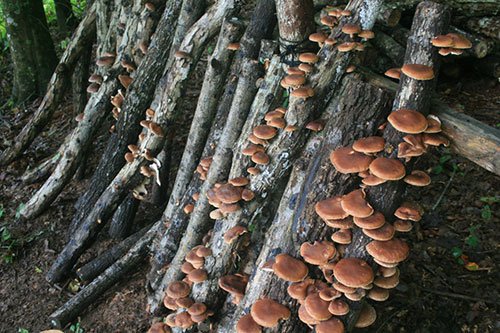 A warmly lit, slightly misty shot of a bucket overflowing with a large cluster of mature oyster mushrooms. The mushrooms are a pearly white color with delicate, wavy edges.