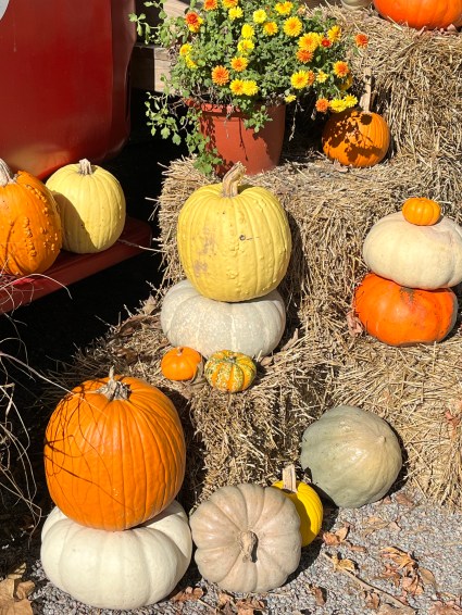 showing how to layer root vegetables in sand