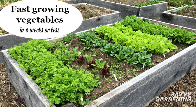 A close-up of freshly picked vegetables from an organic garden, including carrots, potatoes, and herbs.