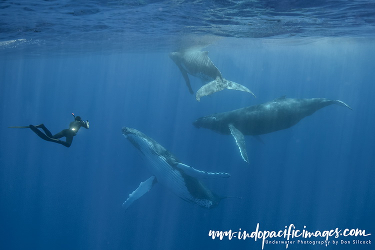 A freediver swimming with a mother and calf humpback whale in the pristine waters of Tonga. The image captures the gentle interaction between the diver and the whales, conveying respect and non-interference.