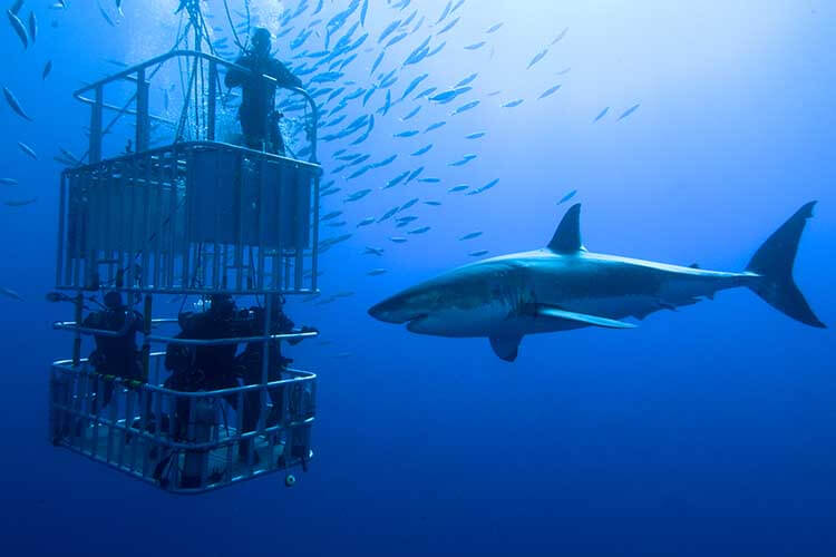 Close up of a great white shark's eye, illuminated by underwater light