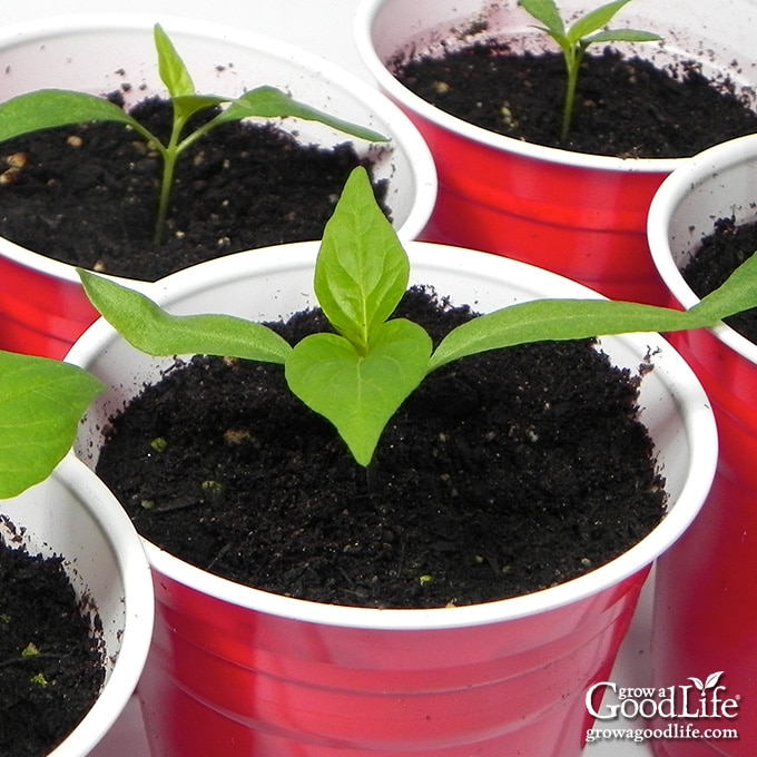 Trash to Treasure: Starting Your Seedlings Sust...