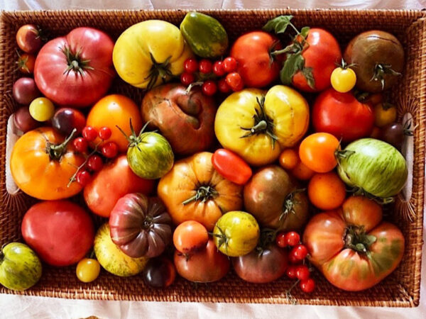 Canned Tomato Sauce