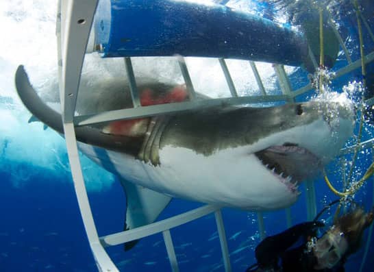 Great White Shark Cage Diving in Gansbaai, South Africa