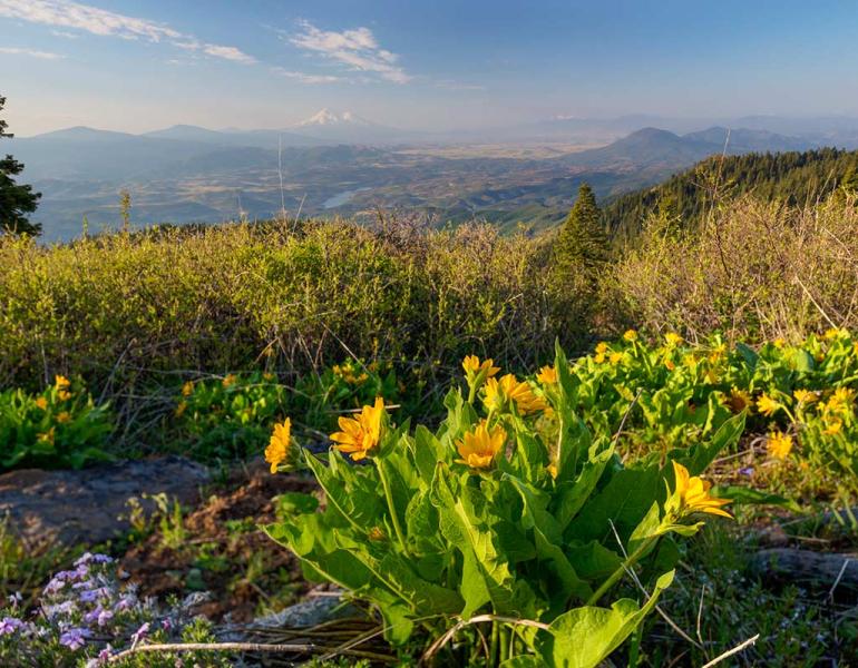 Unleash the Wild: How to Create a Stunning Wild...