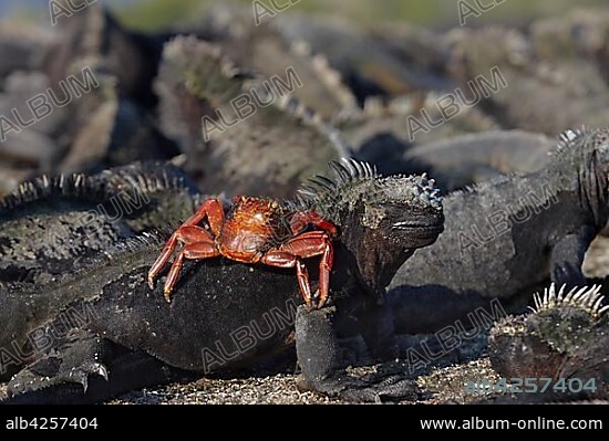 # Galapagos: A Biologist's Perspective on Paradise...