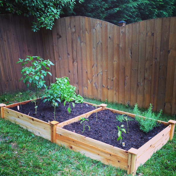 A simple raised bed garden with thriving tomato plants