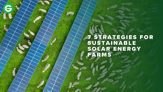 Before-and-after photos of thriving basil plants grown in an urban garden using Urban Harvest's herb seed collection.