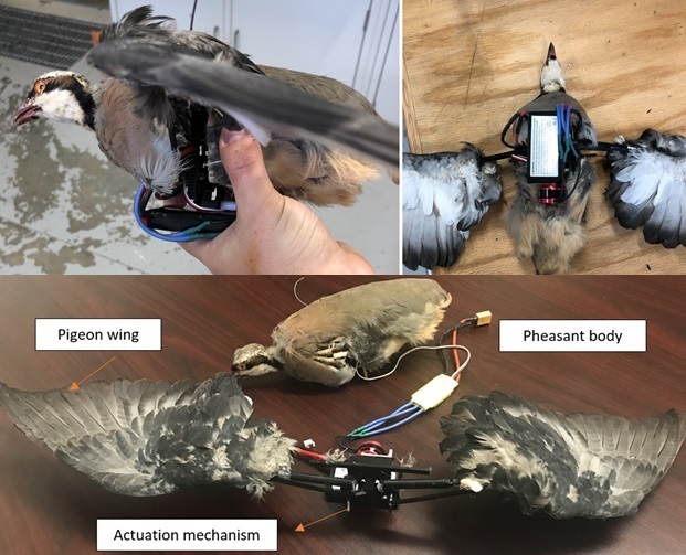 Birds Aren't Real Merchandise