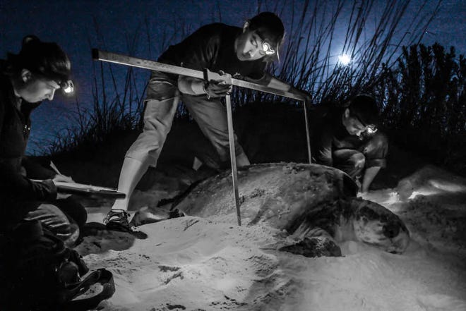 Volunteers wearing headlamps carefully moving sea turtle eggs in a hatchery under the soft glow of red lights at night