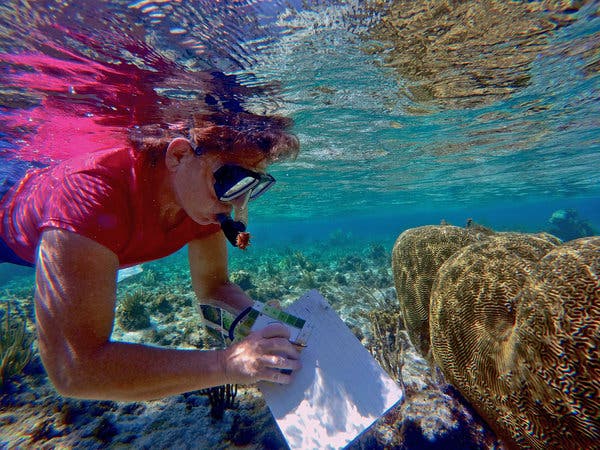 Citizen scientists collecting plankton samples