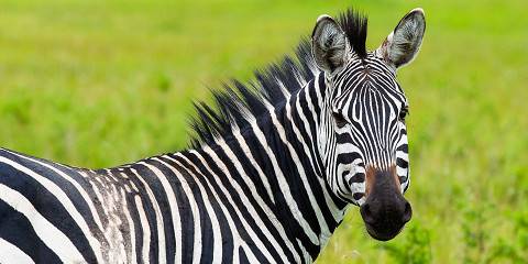 A close-up shot of a rhino, named Imani, grazing in the dense Akagera bush, with her calf nearby. The image highlights the efforts to protect the species and the rangers' dedication to their work.