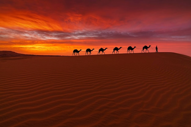 Sahara Desert Camel Trek