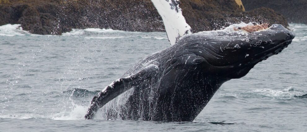 Whale Breaching in Kenai Fjords