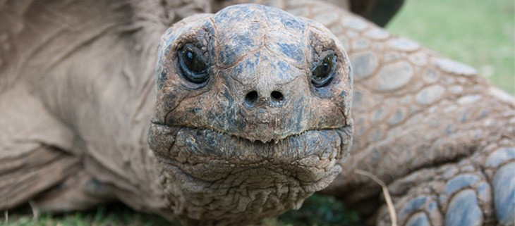 Pristine white sand beach teeming with nesting birds, emphasizing visitor guidelines
