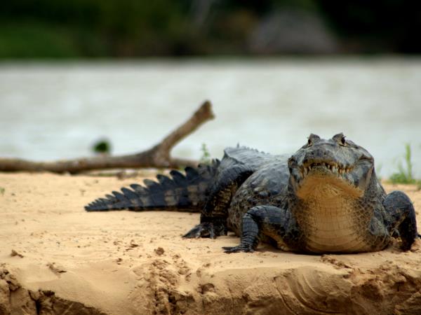 Grilled piranha served on a plate with rice and vegetables