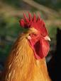 classified ad noticeboard chickens tractors