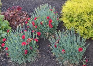 Dianthus flowers attracting pollinators