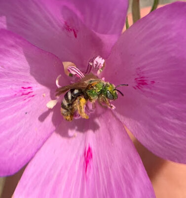 Beyond the Buzz: Attracting Unusual Pollinators...