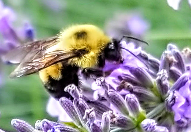 Rewild Your Backyard, Save the Bees (and More