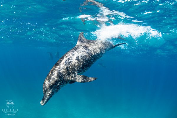 Freediving with dolphins in the Bahamas, showcasing clear water and respectful interaction