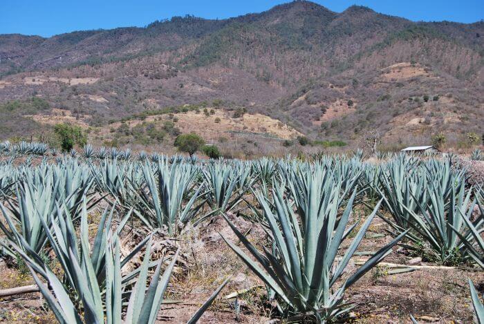 Panoramic view of an agave field with a Mezcal distillery in the background