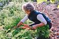 bountiful vegetable garden raised beds