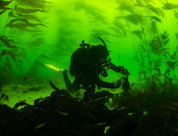 Snorkelers swim through a kelp forest