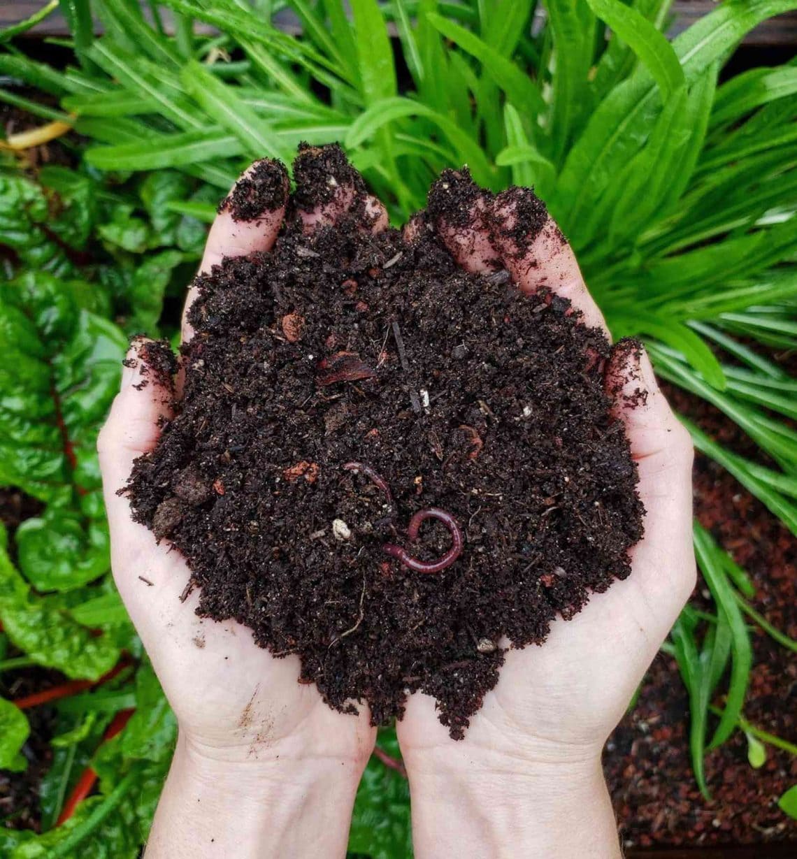 vermicomposting bin earthworms compost