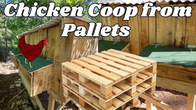 Chickens in Coop