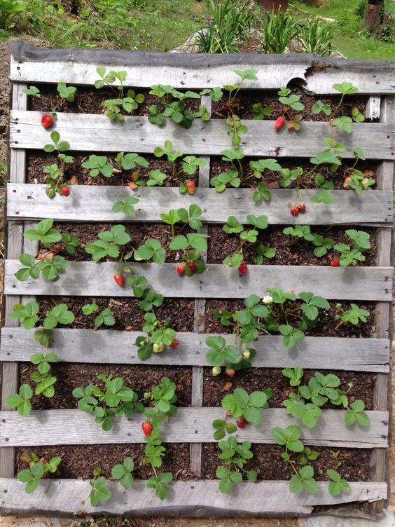A person planting a strawberry start in a Mr. Stacky planter, demonstrating the ease of the process.